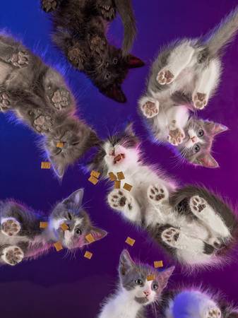 FREE PET PHOTO SESSIONS in Our El Cajon Studio. (For a Limited Time) - creative services