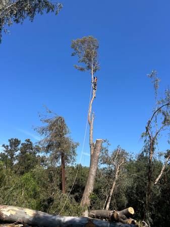 tree service &amp; landscaping Llc - farm &amp; garden services