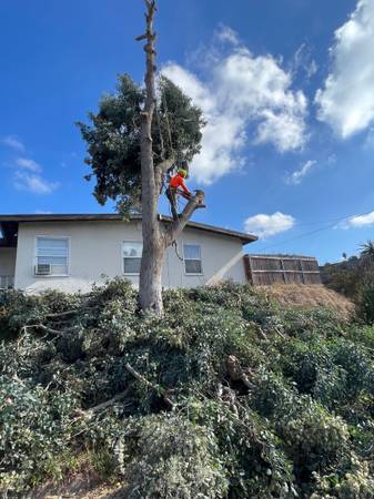CALDERON’S LANDSCAPING &amp; TREE SERVICE / FREE QUOTES!!! - farm &amp; garden services