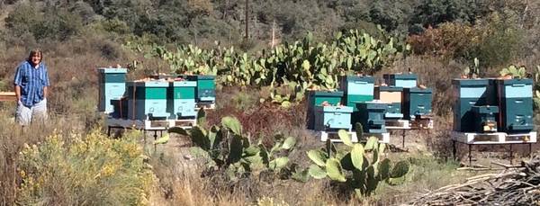 ***LIVE*** BEE***REMOVAL***AND RELOCATION - farm &amp; garden services