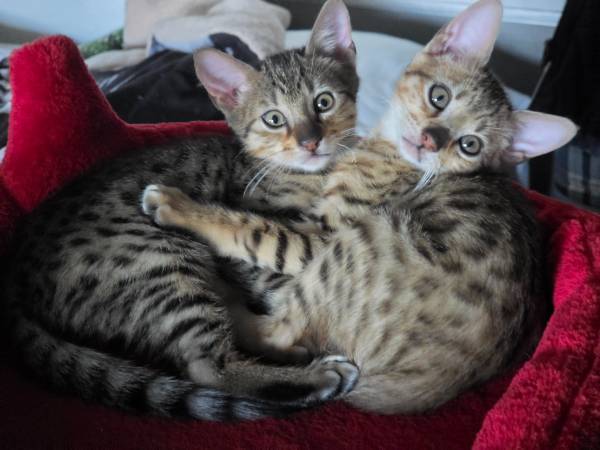 Savannah 12 week old kitten - farm &amp; garden services