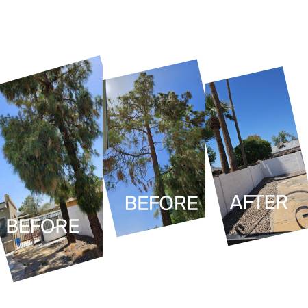 PINE TREE REMOVAL, TRIMMING, PALO VERDE TREE, MESQUITE, PALM - farm &amp; garden services