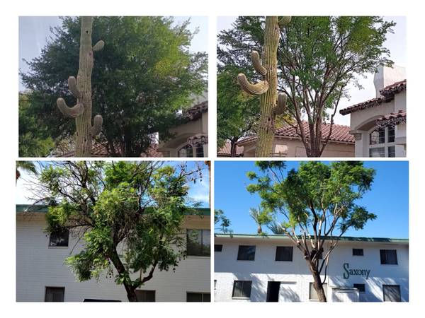 PEREZ PALM &amp; TREE TRIMMING 🌴SKINNED Professional Work we Insured - farm &amp; garden services