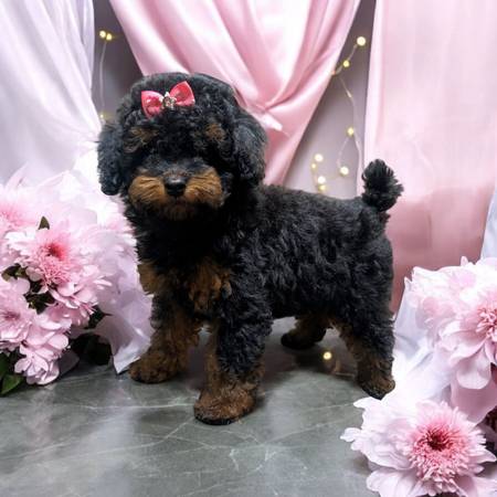 DOG GROOMING - (101 &amp; Broadway) - Appts Available: Thu 8/13 &amp; Fri 8/14 - pet services: dog walking, sitting, boarding...