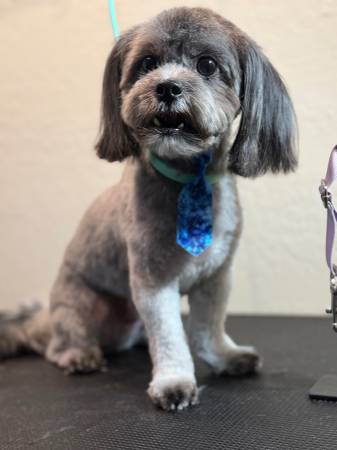 Dog Grooming - pet services: dog walking, sitting, boarding &amp; training