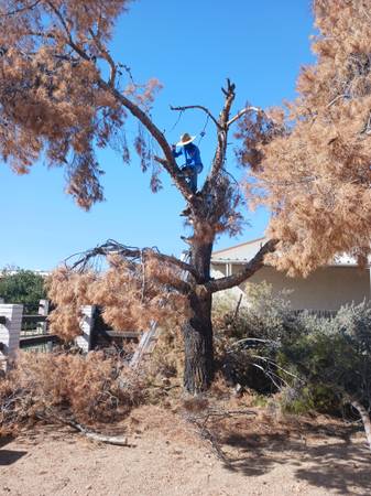 Storm Damage Cleanup, Broken Branches, Fallen Trees - farm &amp; garden services