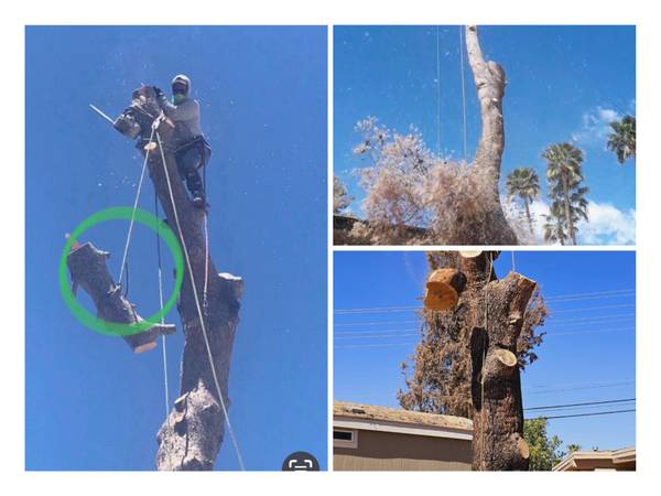 PEREZ PALM AND TREE TRIMMING 🌴🌱 Reasonable Rates we Insured - farm &amp; garden services