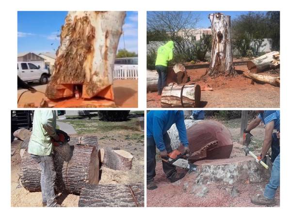 TREE TRIMMING AND REMOVAL 🌴 🌳 🌲 fast and professional - farm &amp; garden services
