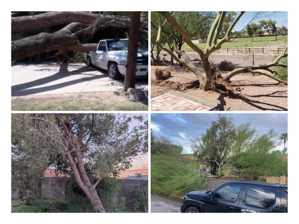 AMADOR”. 🌴 TREE REMOVAL Insured Palms Trimming - farm &amp; garden services