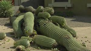 CACTUS REMOVAL + FREE ESTIMATES + INSURED - farm &amp; garden services
