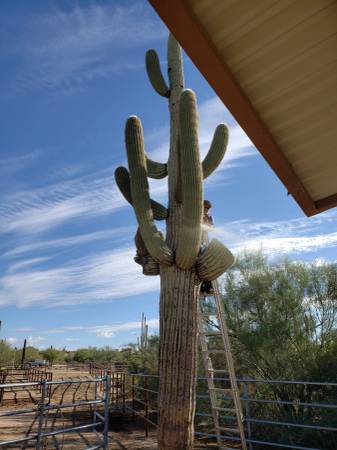 SAGUARO &amp; CACTUS REMOVAL + FREE ESTIMATES + INSURED - farm &amp; garden services