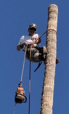 ALL TREES 🌴TRIMMING SERVICES 🌴 TREE REMOVAL 🌴GREAT DEALS TODAY! - farm &amp; garden services