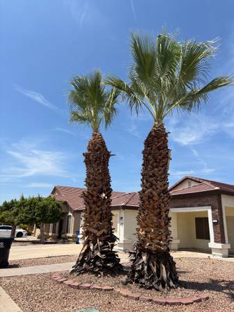Large tree removal and palm tree trimming stump grinding - labor / hauling / moving