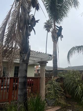 ~*~*~*~*~*~*🌴MAX PALM TREE SERVICE🌴~*~*~*~*~*~* - farm &amp; garden services
