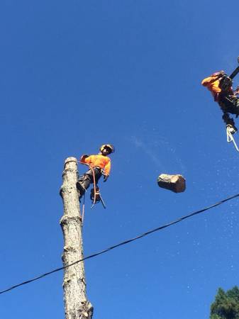 🌲🚛🚚TREE SERVICE AND STUMP GRINDING🚚🌴🌲 - farm &amp; garden services