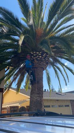 Lopez tree service🌳🌴 - farm &amp; garden services