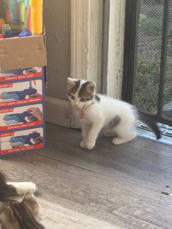 Kittens —free - pet services: dog walking, sitting, boarding &amp; training