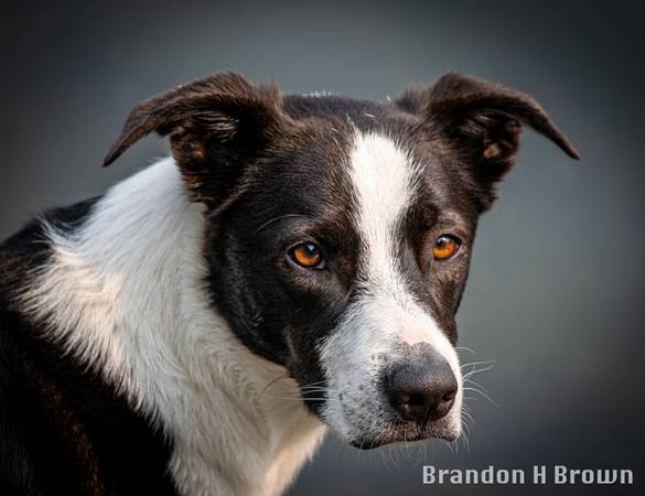 Pet Pics! Pet Portrait &amp; Action Shot Photography - pet services: dog walking, sitting, boarding &amp; training