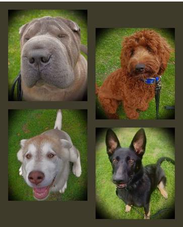 .###.BOARD &amp; TRAIN FULL OFF LEASH P//U delivery - pet services: dog walking, sitting, boarding &amp; training