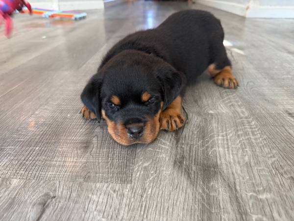 Giant Rotts kennel - pet services: dog walking, sitting, boarding &amp; training