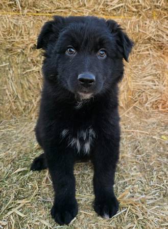 Australian Shepherds and heelers - pet services: dog walking, sitting, boarding &amp; training