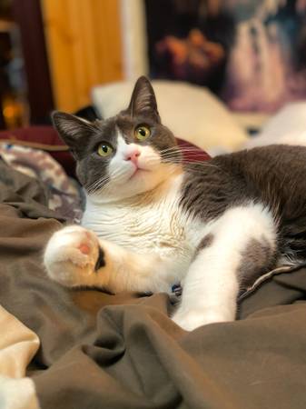Petsitter available! - pet services: dog walking, sitting, boarding &amp; training