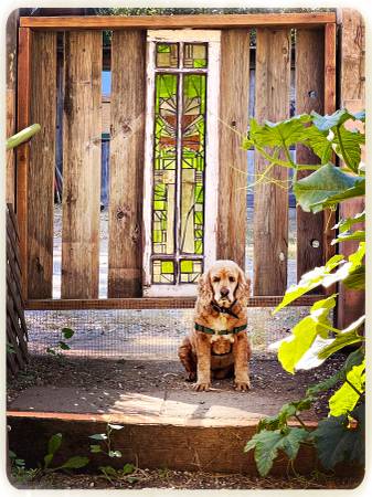 Pet and house sitting needed 8/19 - 10-20 - pet services: dog walking, sitting, boarding &amp; training