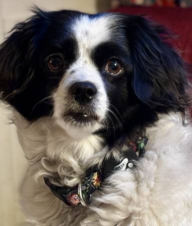 Dog Daycare/ Sitter - Inner Richmond SF - pet services: dog walking, sitting, boarding &amp; training