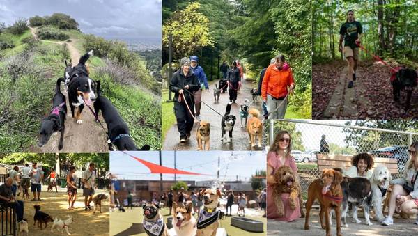 Start Your Own Dog Business on Our Land - pet services: dog walking, sitting, boarding &amp; training