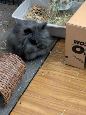 Lion Head Bunny Rabbit Groomer - pet services: dog walking, sitting, boarding &amp; training