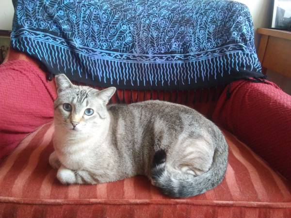Cat Sitter East Bay - pet services: dog walking, sitting, boarding &amp; training