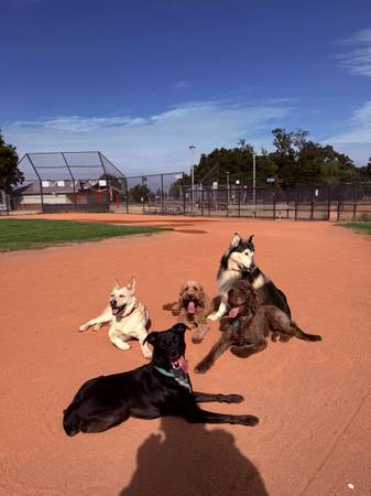 Dog Boarding and walking 🐾 - pet services: dog walking, sitting, boarding &amp; training