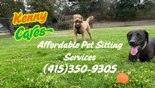 Attentive and caring sitter available! - pet services: dog walking, sitting, boarding &amp; training