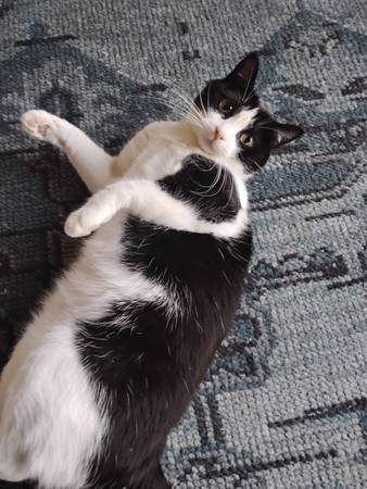 LOVING &amp; PROFESSIONAL CAT SITTING - 5 Star Yelp Reviewed! - pet services: dog walking, sitting, boarding &amp; training -...