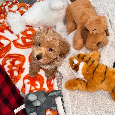 Maltipoo Stud - pet services: dog walking, sitting, boarding &amp; training