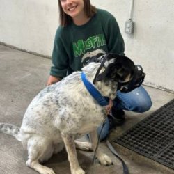 $50.00 / Night House Sitting - Experienced dog and cat care-taker. (Edmonton)