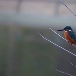Birdwatching and Nature Tours (Paris &amp; suburbs)