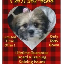 Obedience program all Breeds