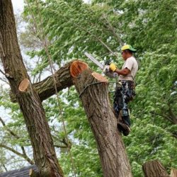 EXPERT TREE SERVICE (CHARLOTTE)