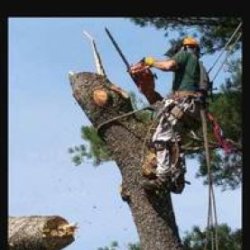A Contract Climber-- Tree Work Specialist--American Small Business